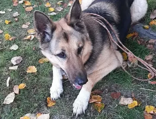 Zaginiona suczka z okolic Jaczkowic trafiła do schroniska w Oławie